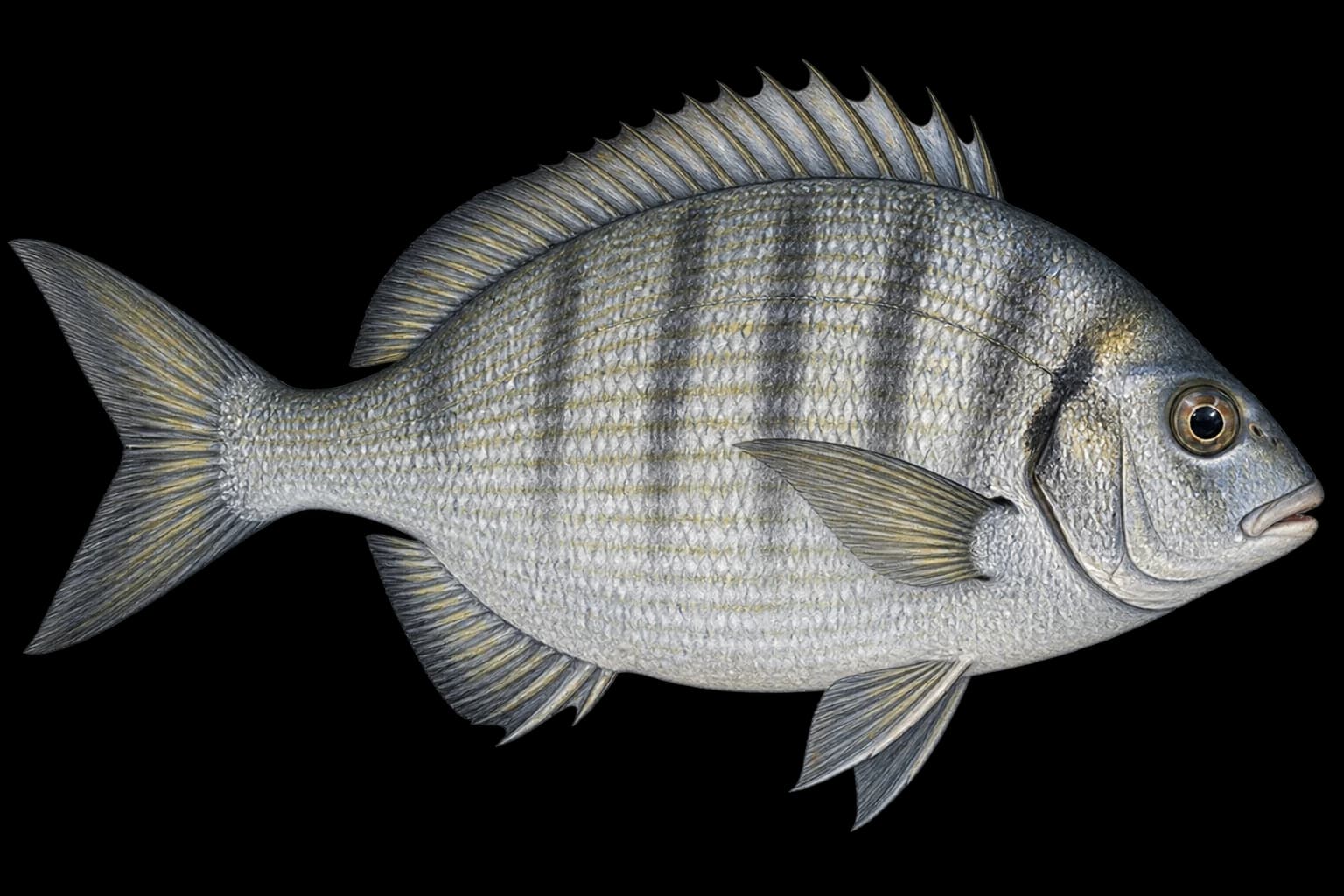 Black bream identification illustration