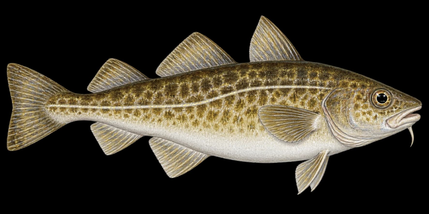 Codling identification illustration