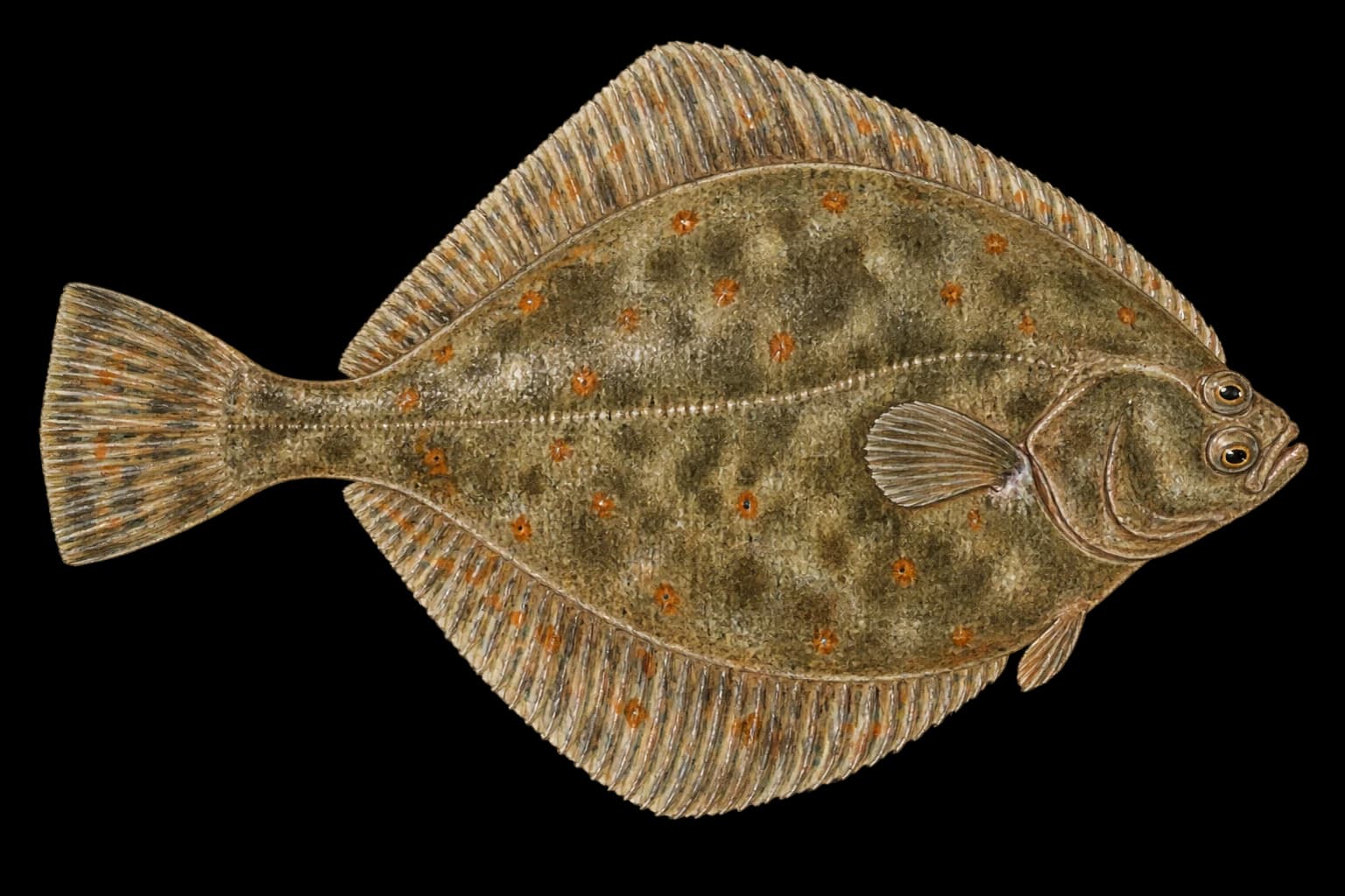 Flounder identification illustration