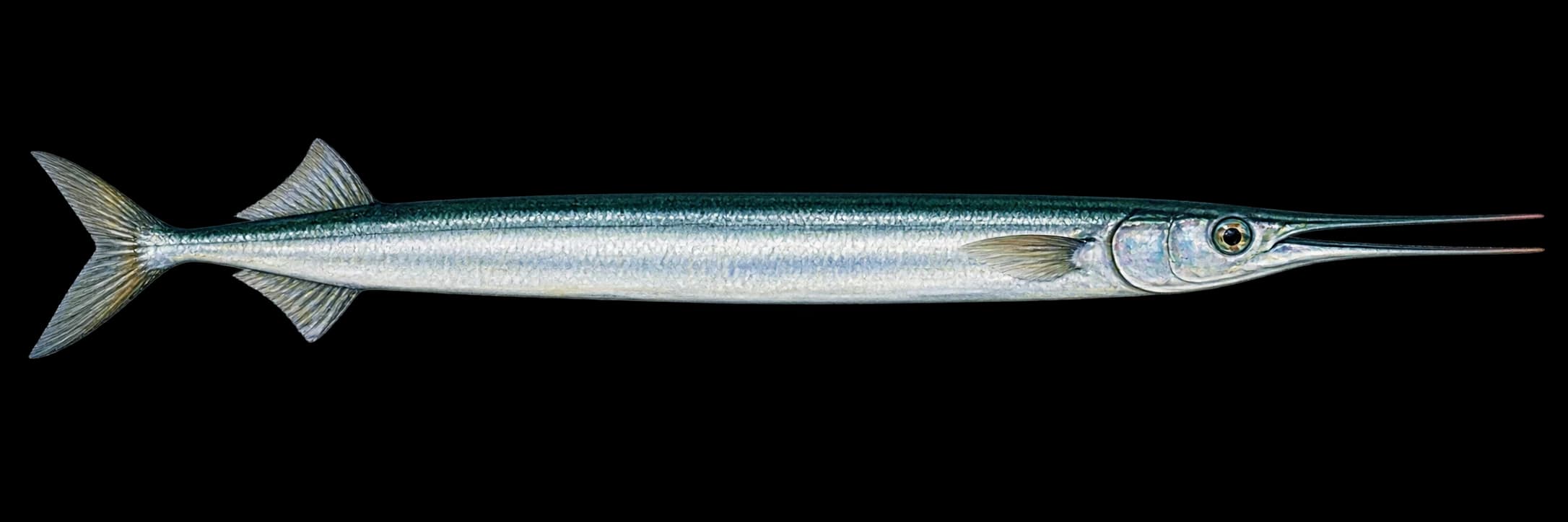 Garfish identification illustration
