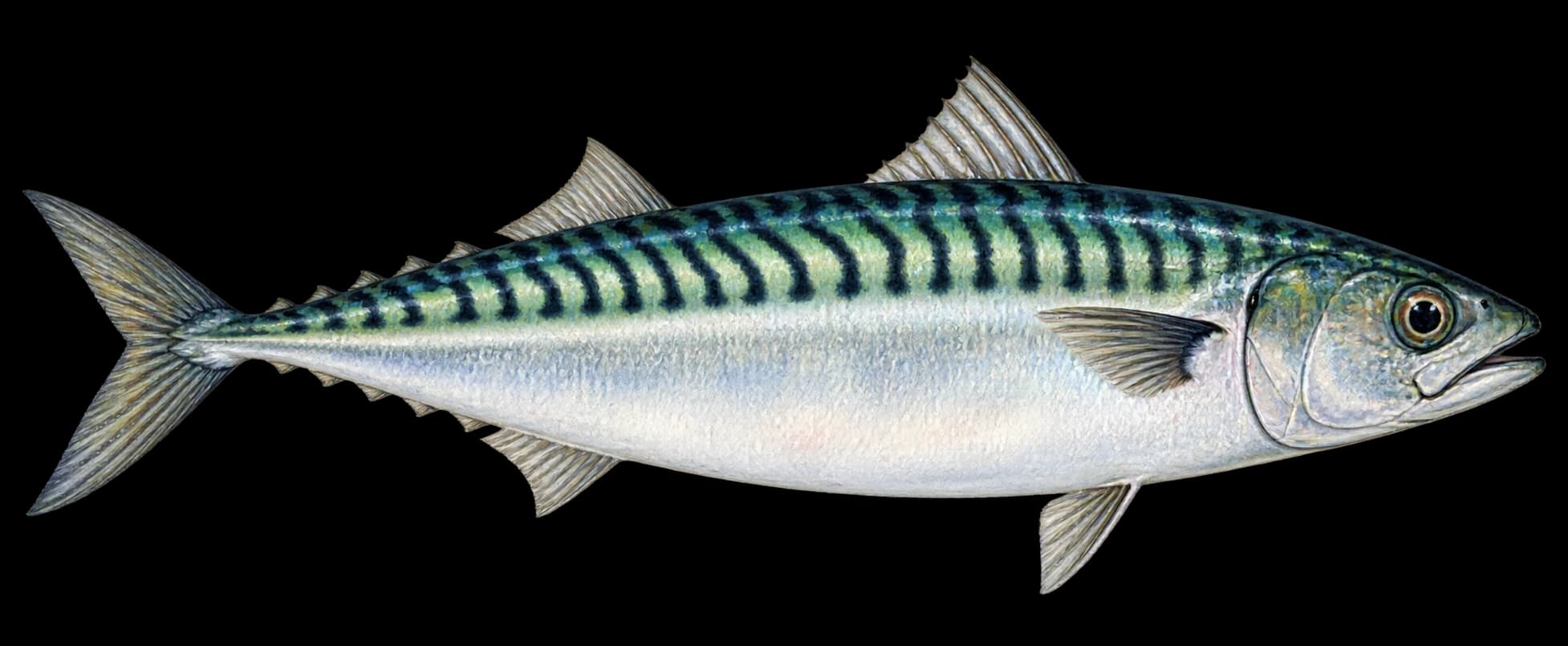 Mackerel identification illustration