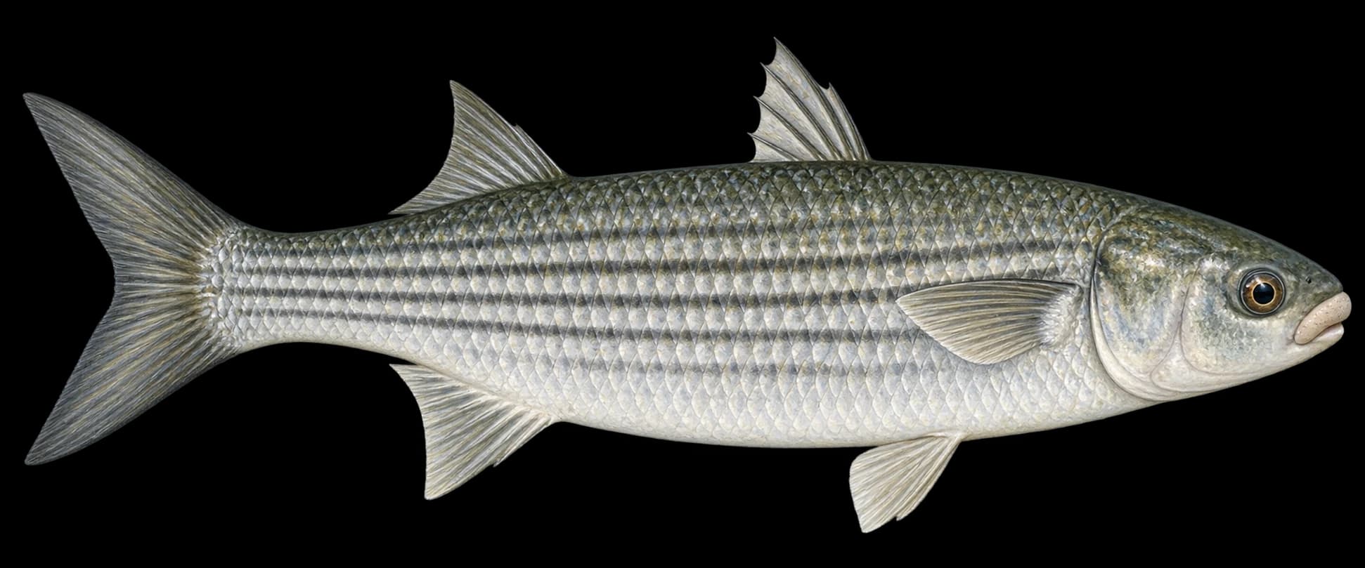 Grey mullet identification illustration