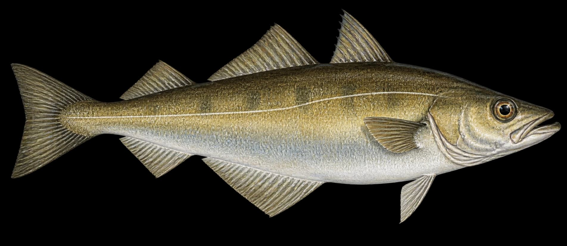 Pollack identification illustration