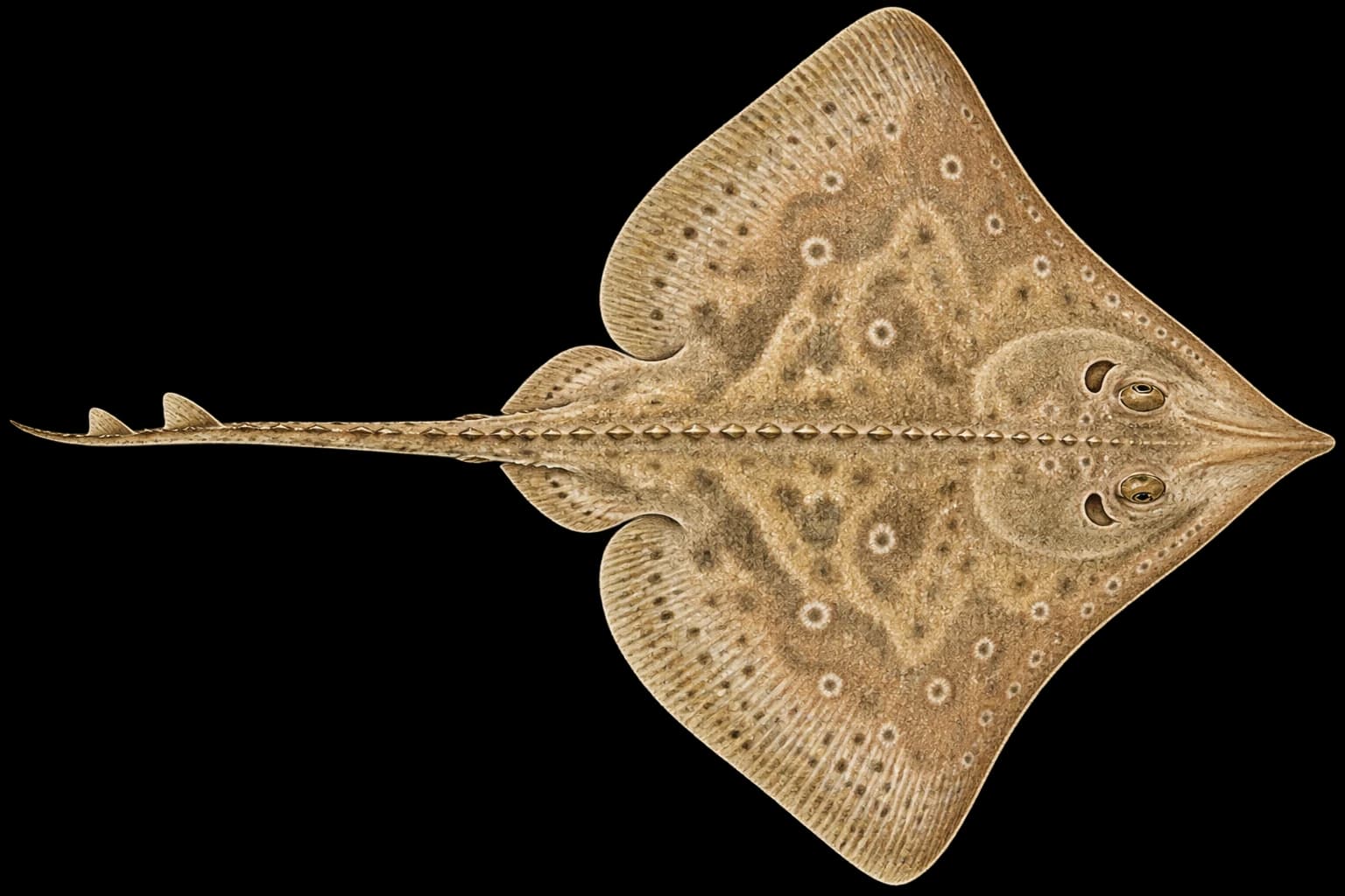 Rays identification illustration