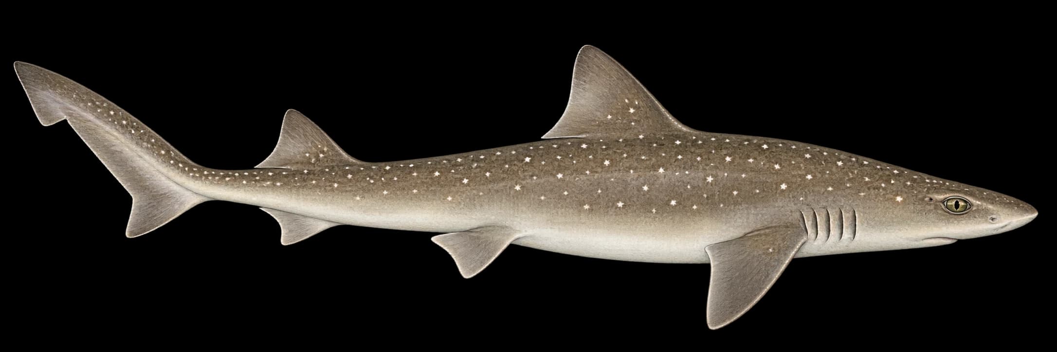 Smoothhound identification illustration