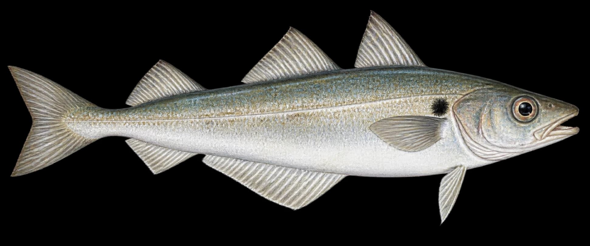 Whiting identification illustration