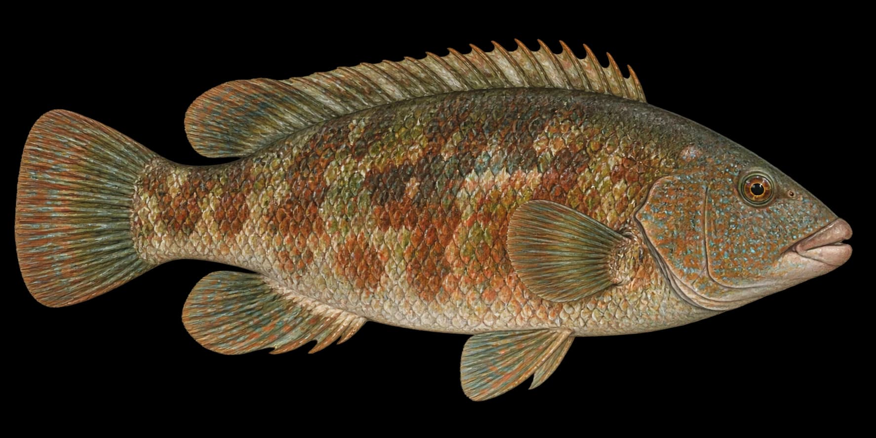 Wrasse identification illustration