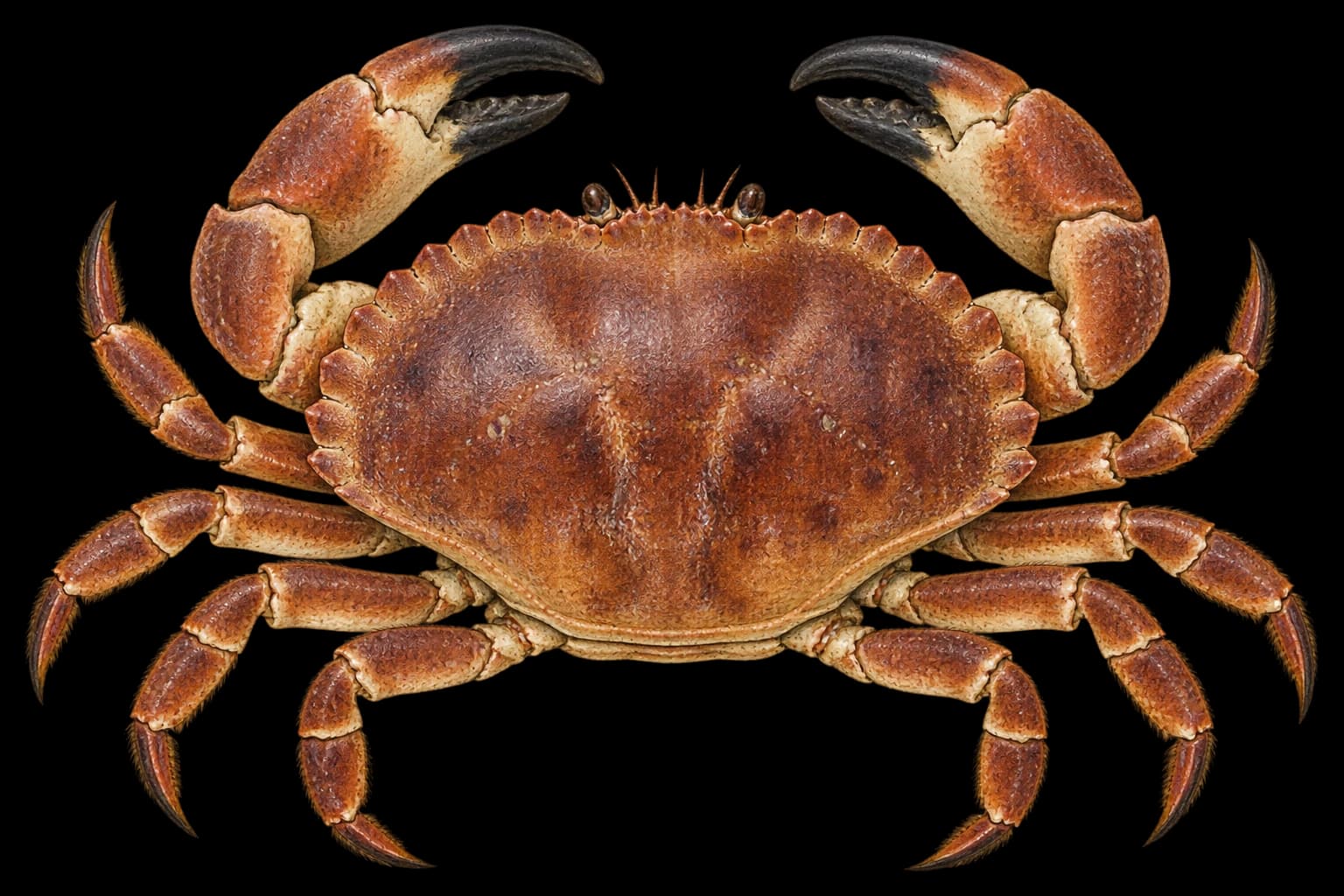 Edible crab identification illustration