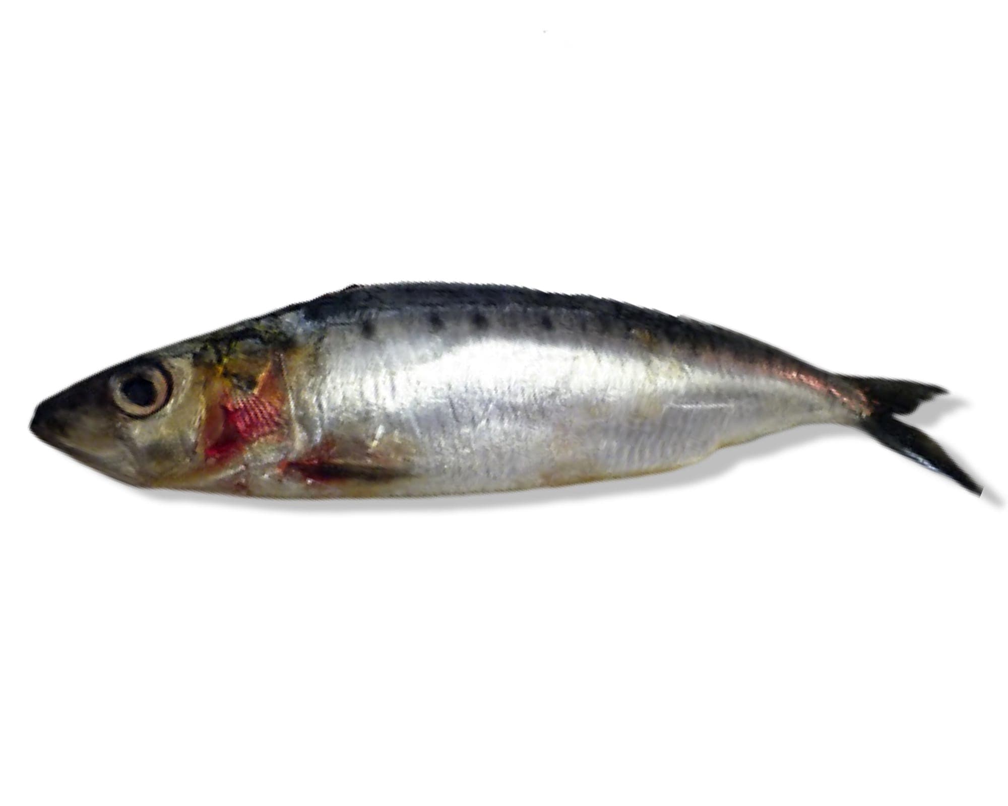 Pilchard