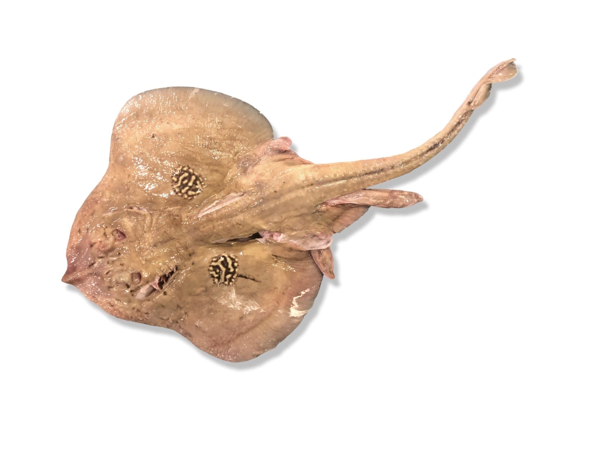Ray