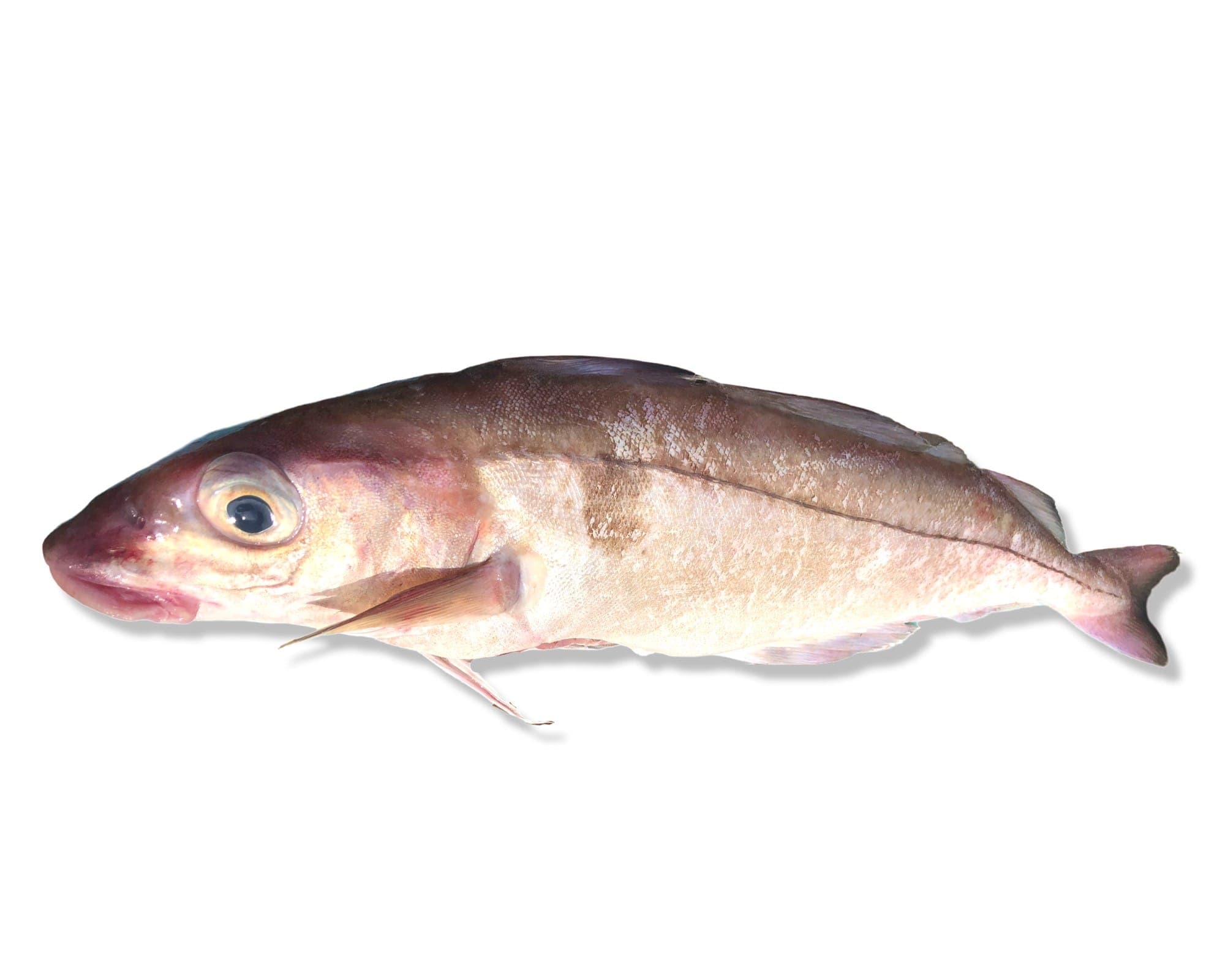 Haddock