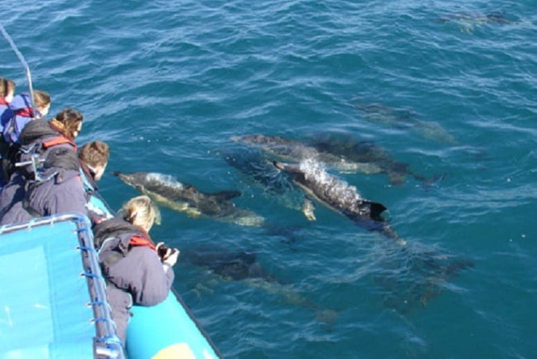 Orca Sea Safaris inline image 1