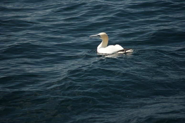Orca Sea Safaris inline image 3