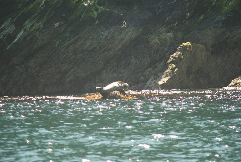 Orca Sea Safaris inline image 4