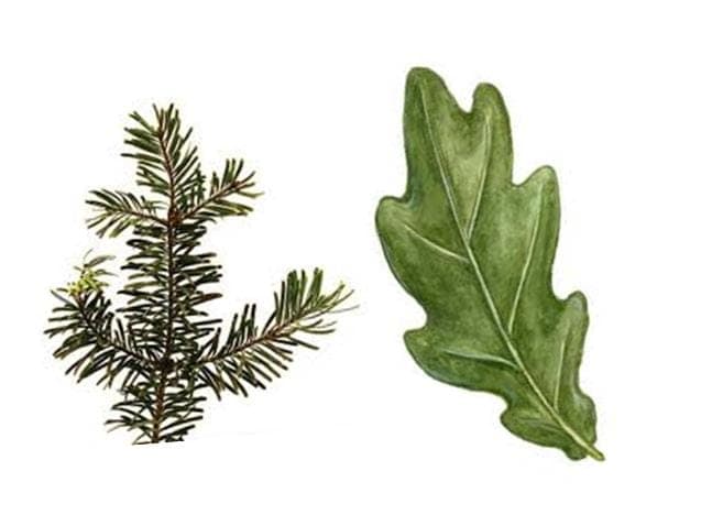 Wood Flavours inline image 13