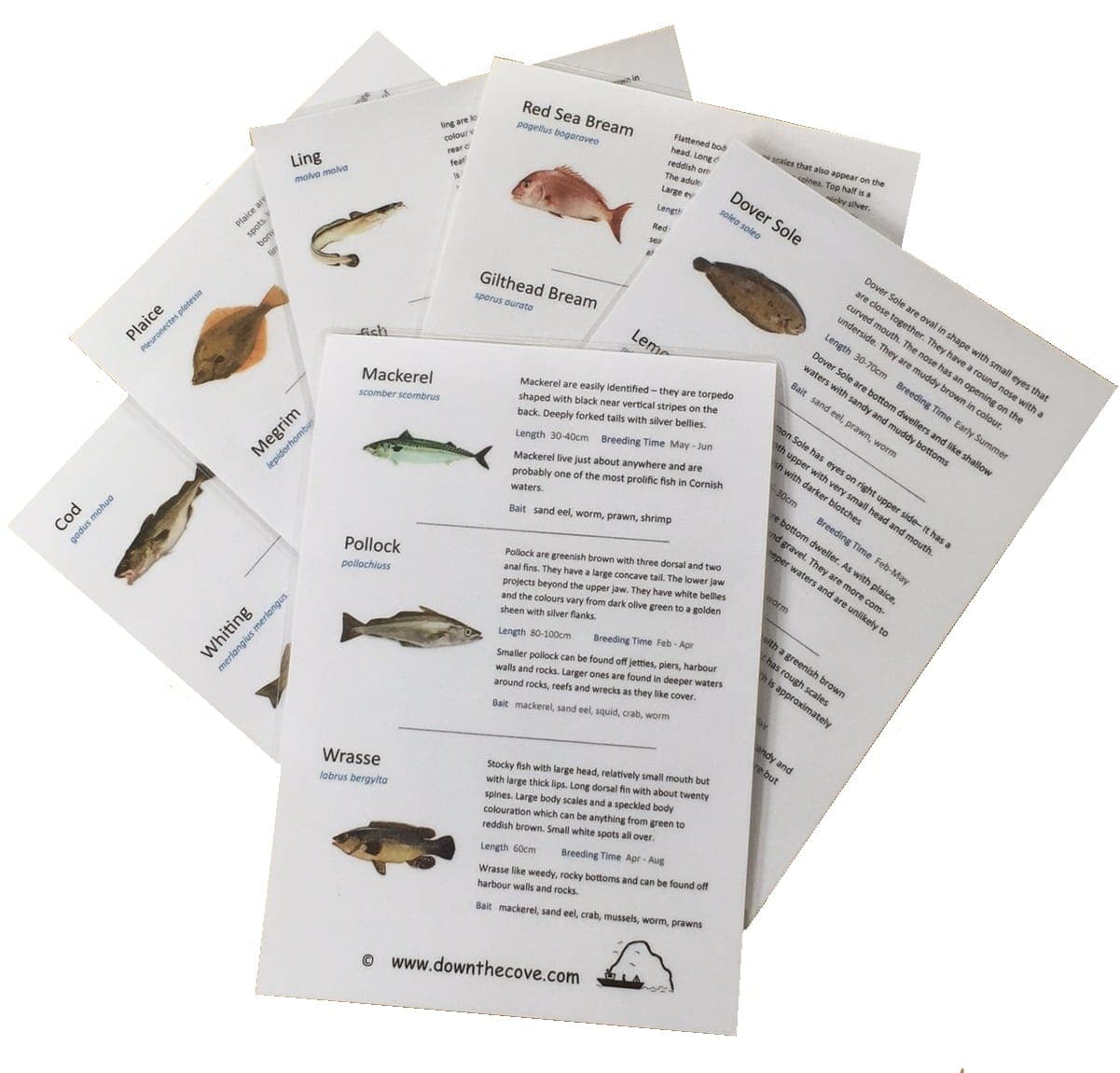 Sea Fishing Kits
