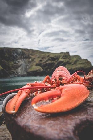 Cook a Live Lobster