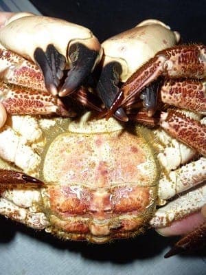 Seafood Facts inline image 2