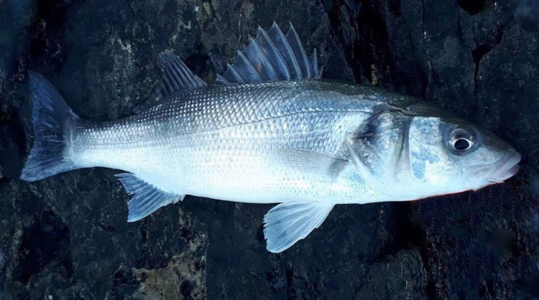 Bass Fishing