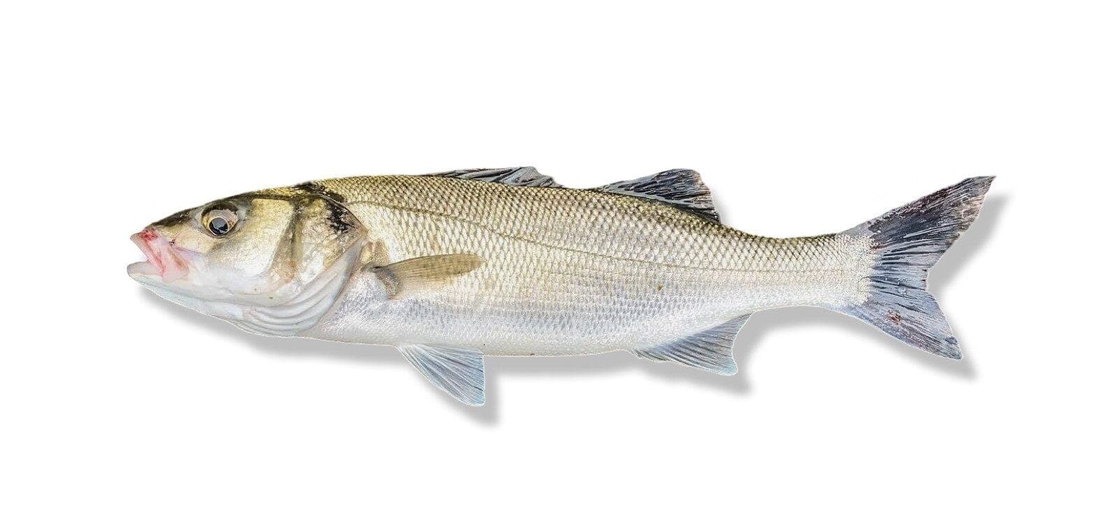 Bass