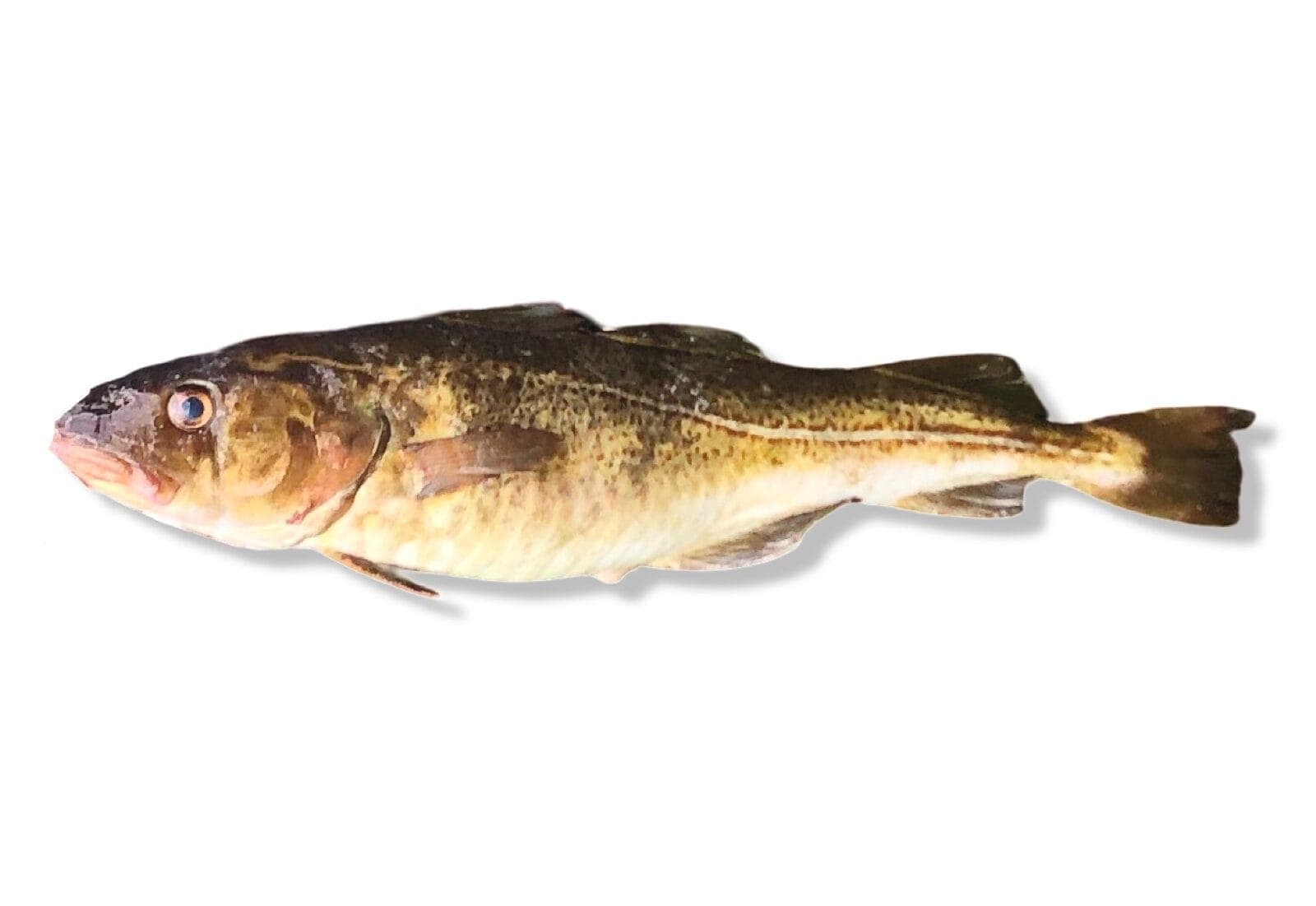 Cod