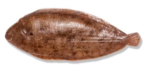 Dover Sole