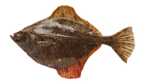 Flounder
