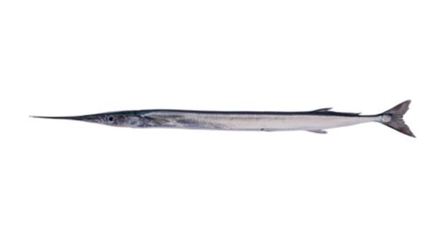 Garfish