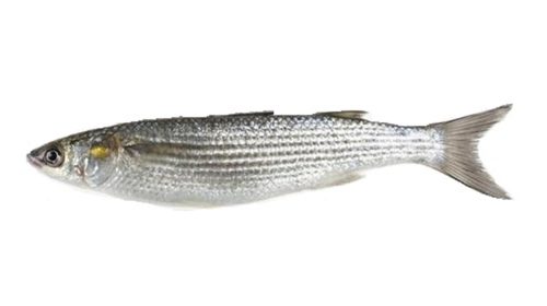 Golden Grey Mullet