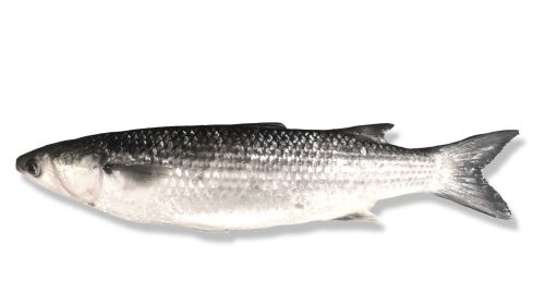 Thick Lipped Grey Mullet