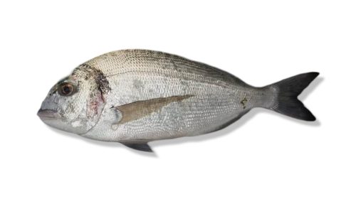 Gilthead Bream