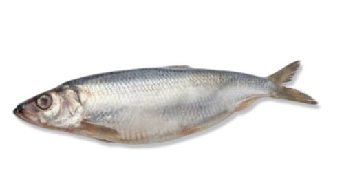 Herring