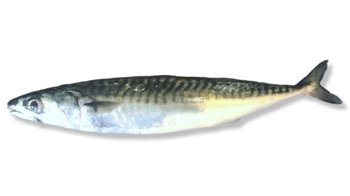 Mackerel