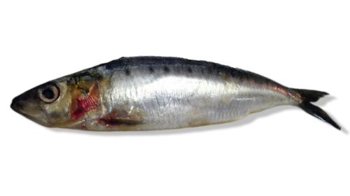 Pilchard