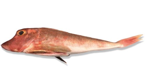 Red Gurnard