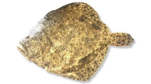 Turbot