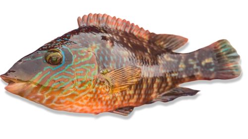 Wrasse