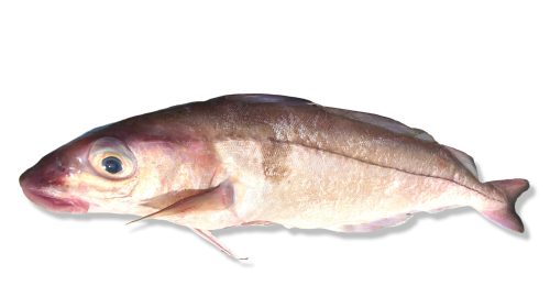Haddock