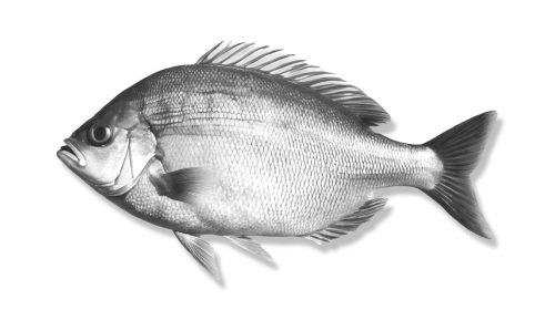Black Bream