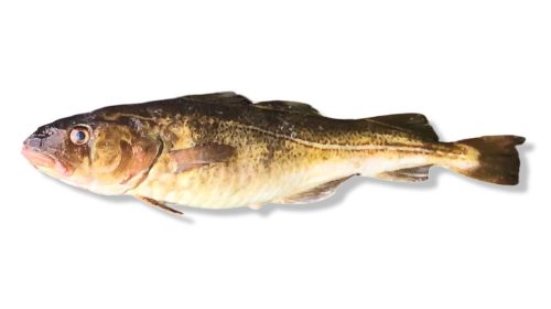 Cod